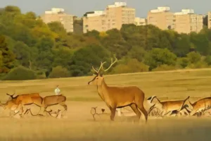 deer in Richmond park
